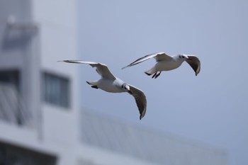 ユリカモメ 甲子園浜(兵庫県西宮市) 2023年5月21日(日)