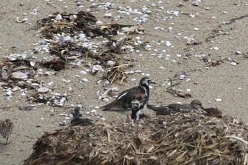 2018年9月2日(日) 五主海岸の野鳥観察記録