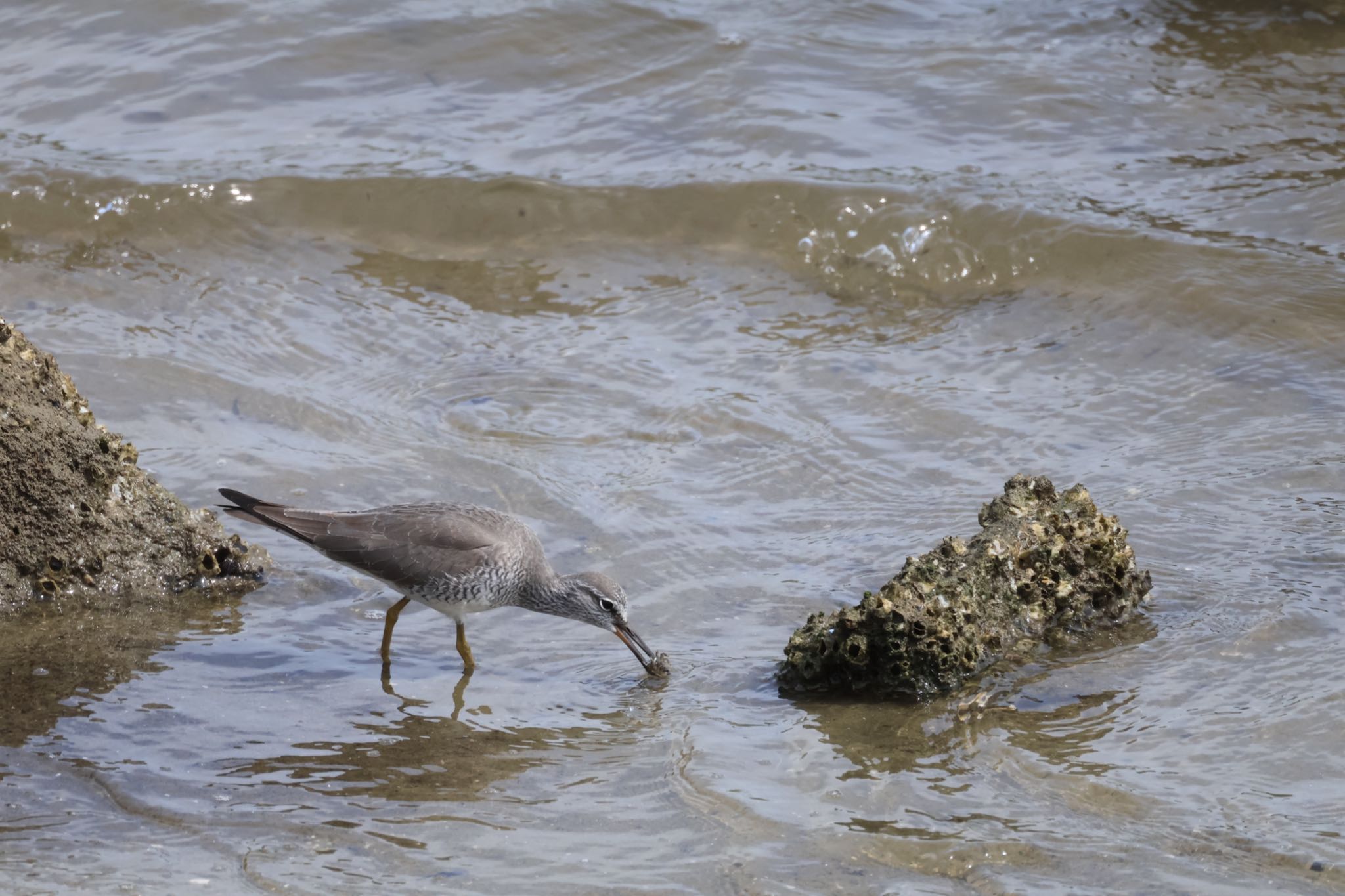 Photo of Grey-tailed Tattler at 甲子園浜(兵庫県西宮市) by yossan1969