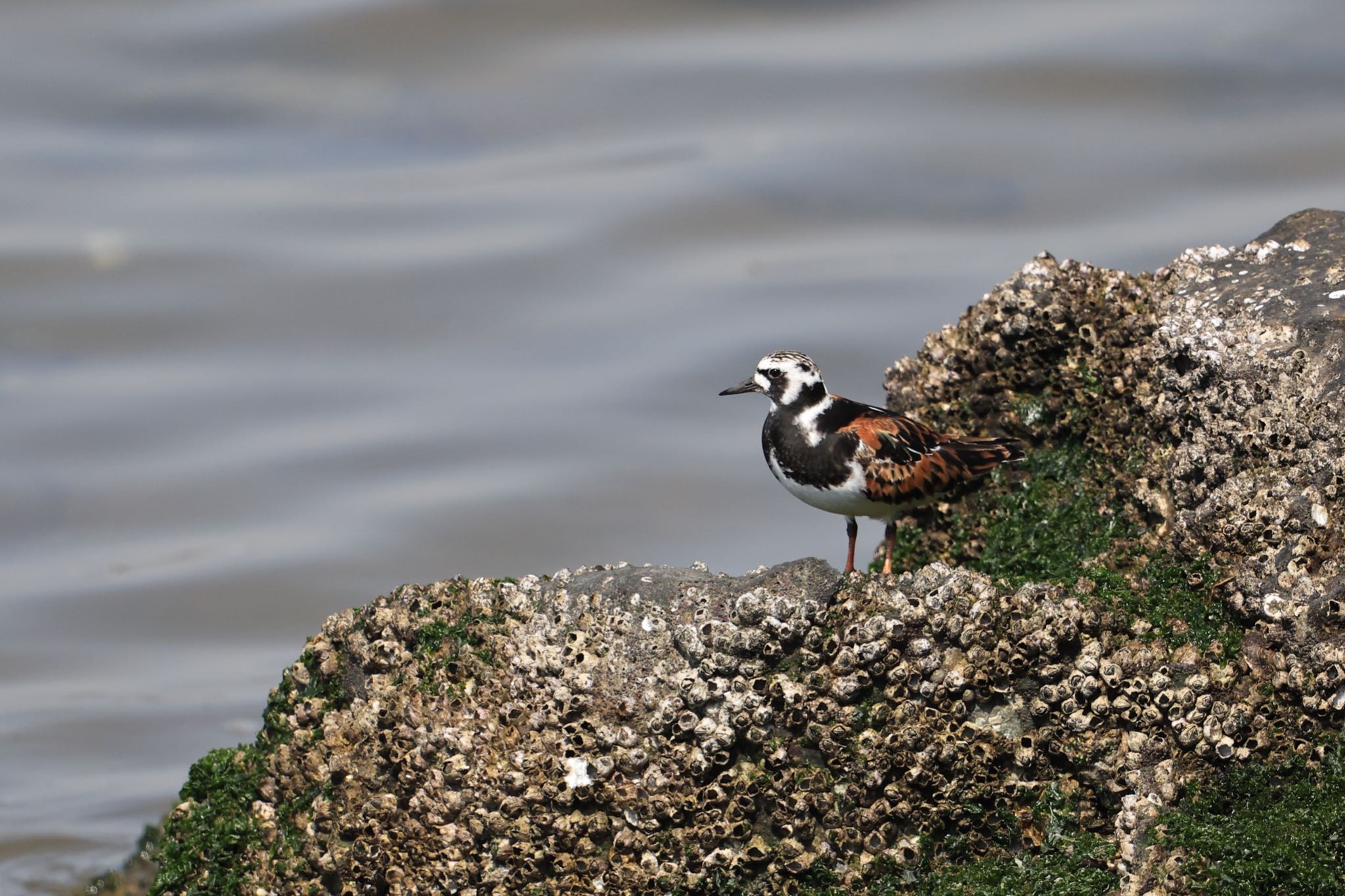 Photo of Ruddy Turnstone at 甲子園浜(兵庫県西宮市) by yossan1969