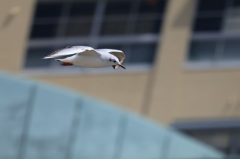 ユリカモメ 甲子園浜(兵庫県西宮市) 2023年5月21日(日)