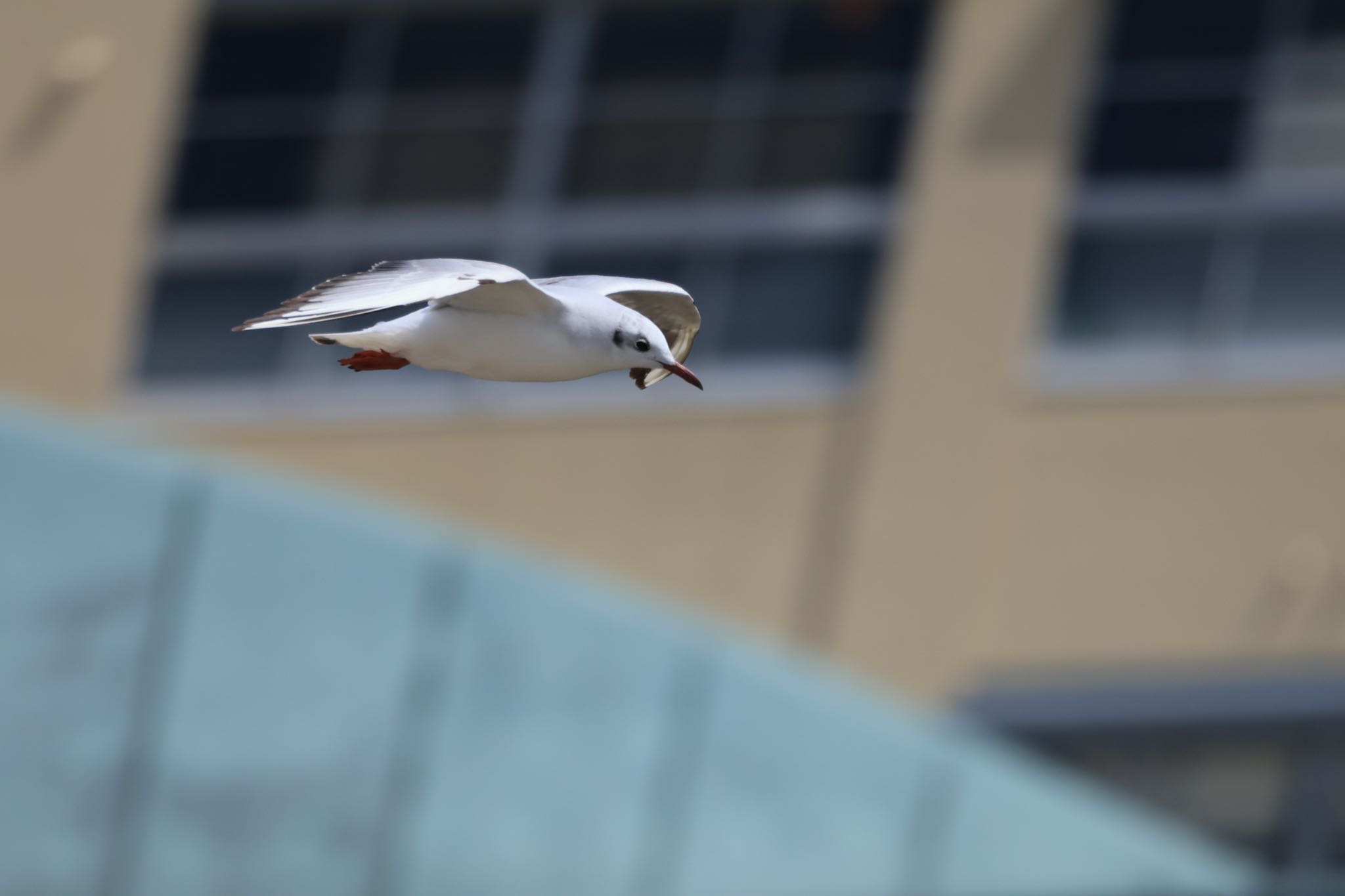 Photo of Black-headed Gull at 甲子園浜(兵庫県西宮市) by yossan1969