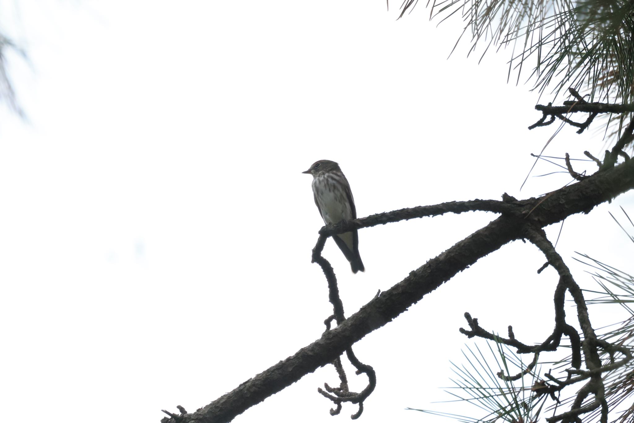 Photo of Grey-streaked Flycatcher at 石川健民海浜公園 by yossan1969