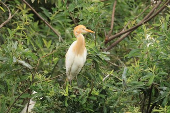 Eastern Cattle Egret 犀川(石川県金沢市) Sun, 7/9/2023