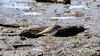 Long-billed Plover Arima Fuji Park Mon, 10/9/2023