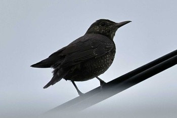 2023年10月9日(月) 伊良湖岬の野鳥観察記録