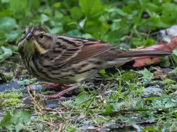 2023年10月9日(月) 五天山公園(札幌市西区)の野鳥観察記録