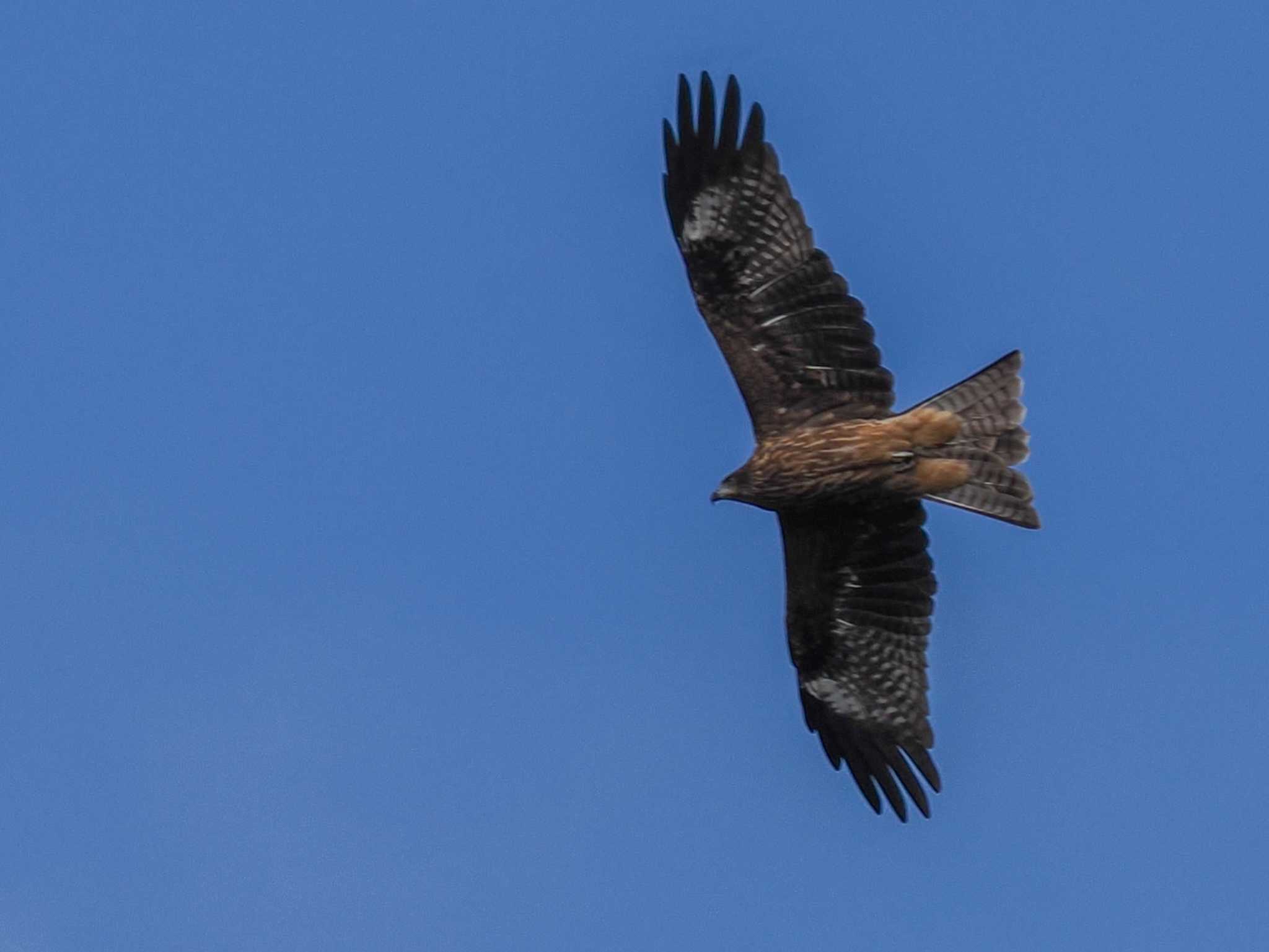 Photo of Black Kite at 恵庭渓谷(北海道) by 98_Ark (98ｱｰｸ)