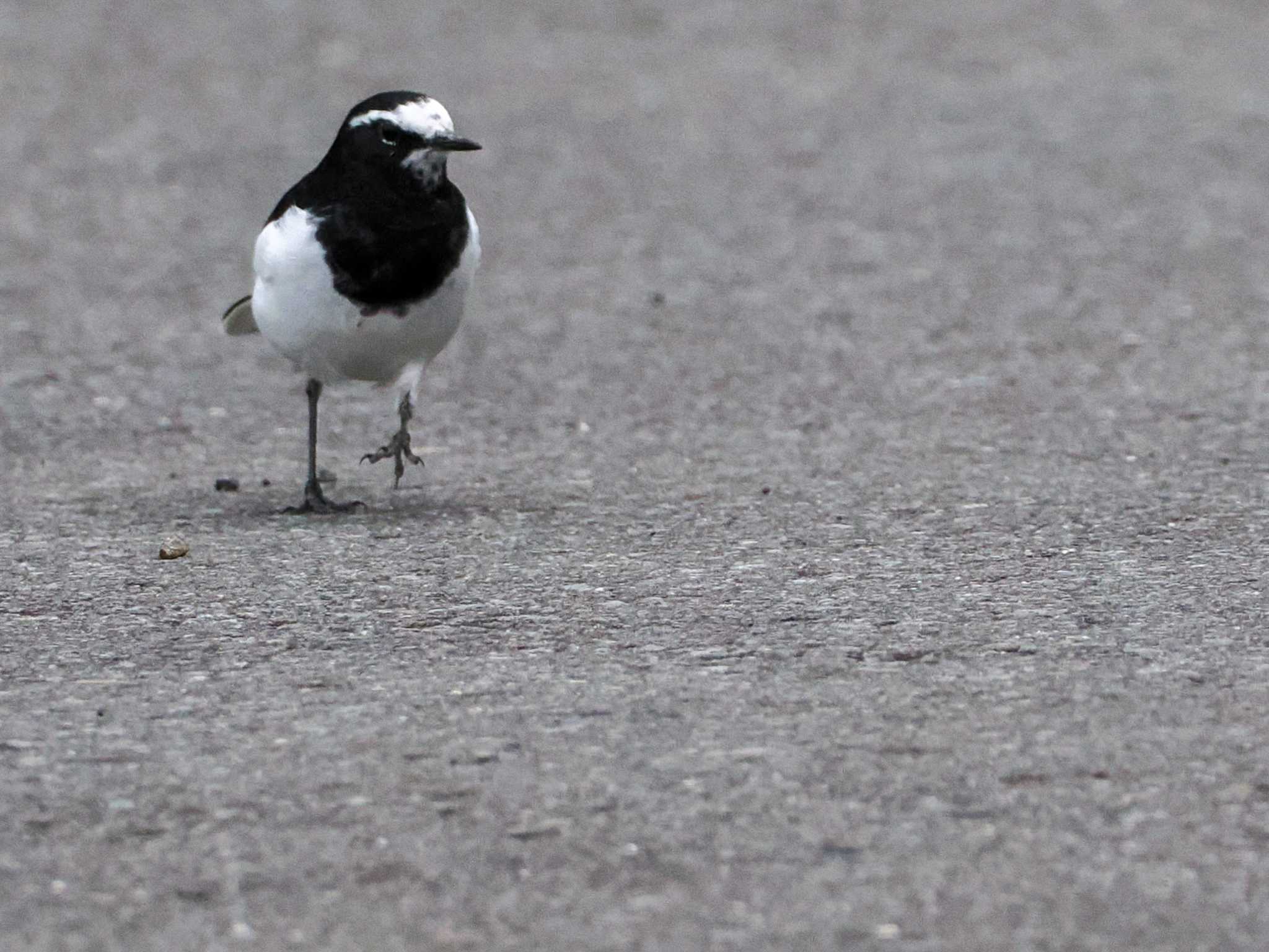 Japanese Wagtail