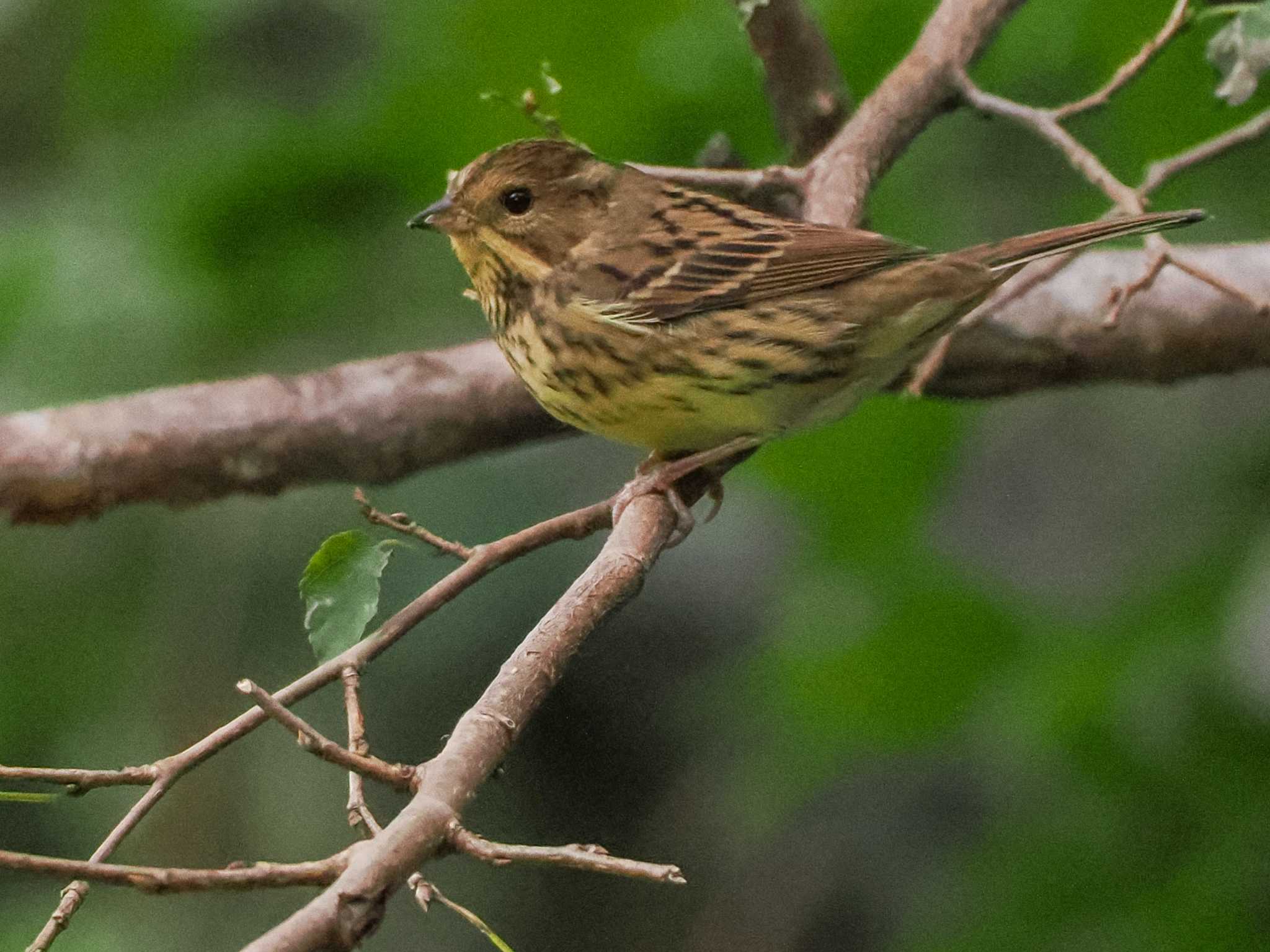 Masked Bunting