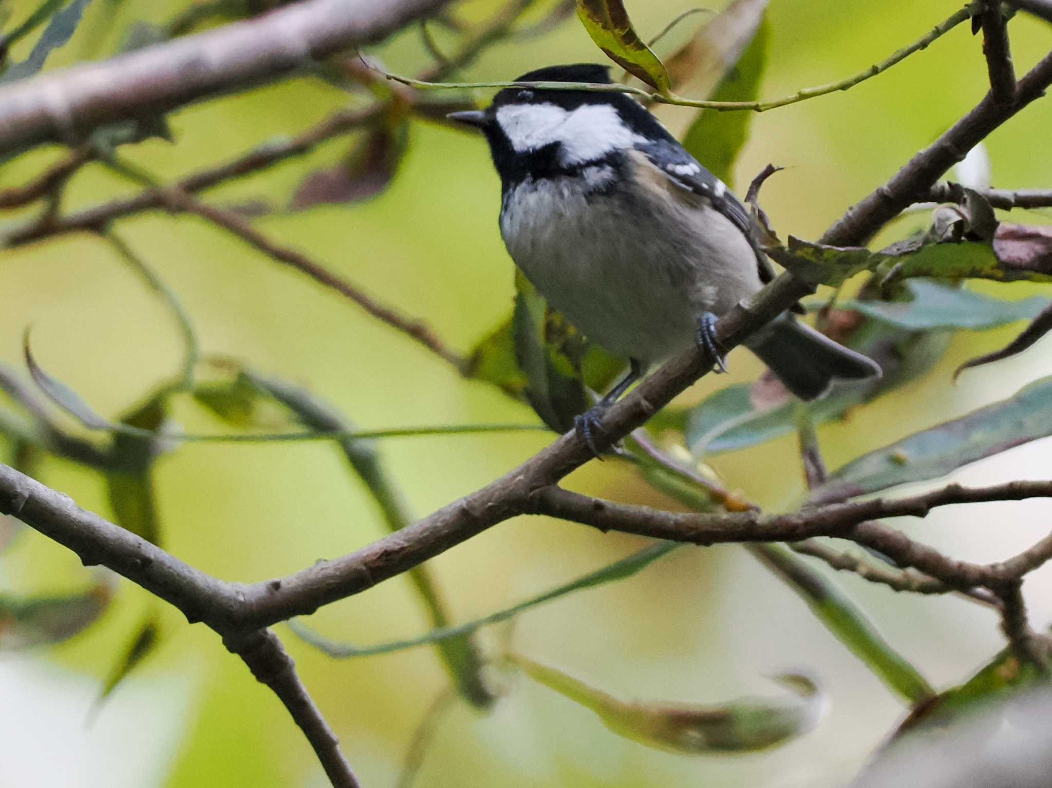 Coal Tit