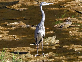 アオサギ 恵庭渓谷(北海道) 2023年10月9日(月)