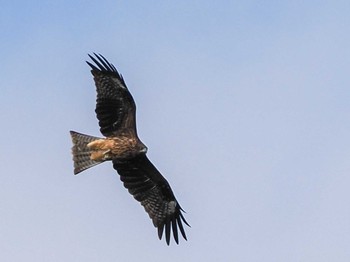 Black Kite 恵庭渓谷(北海道) Mon, 10/9/2023