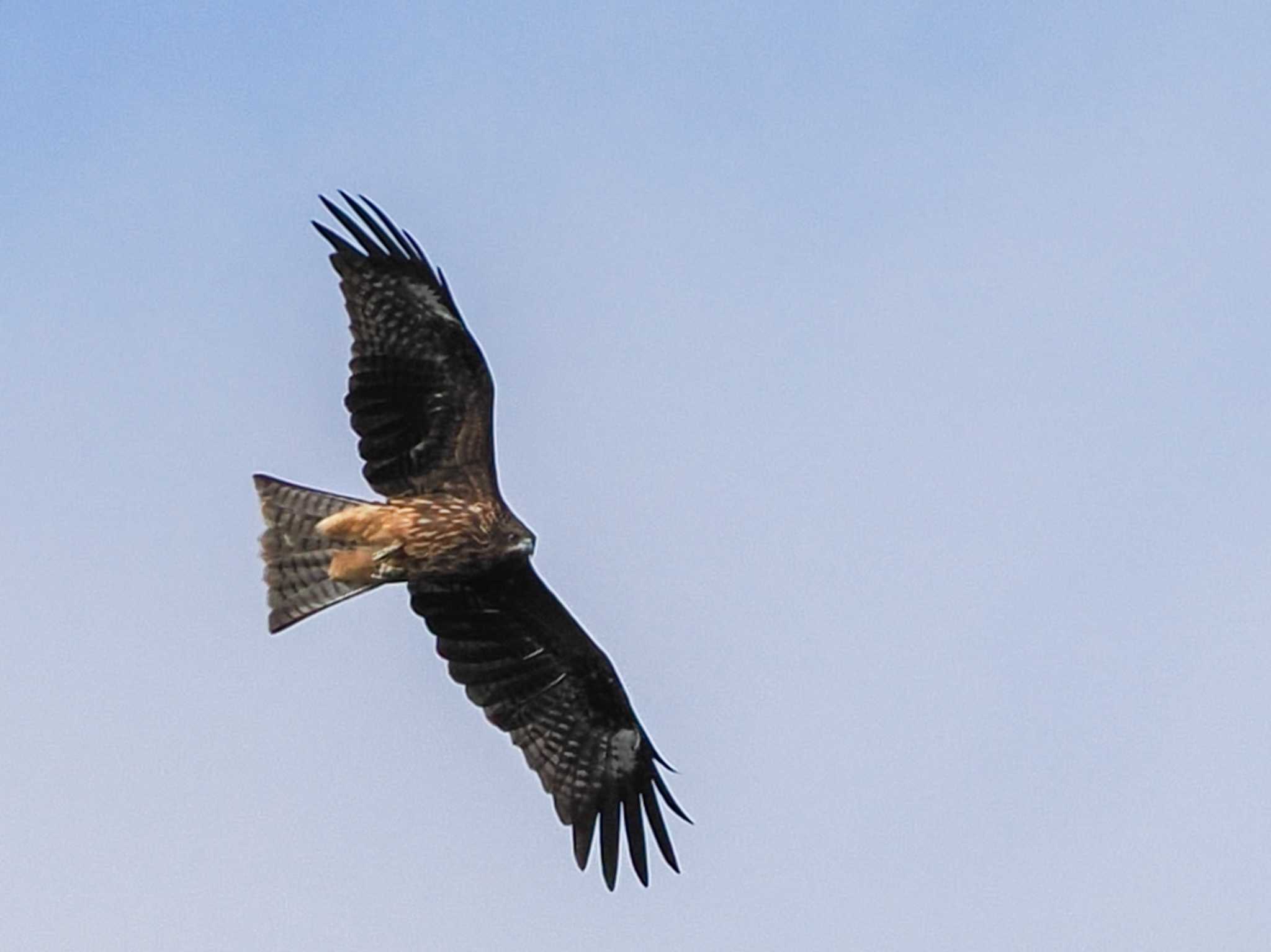 Photo of Black Kite at 恵庭渓谷(北海道) by 98_Ark (98ｱｰｸ)