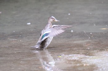 Eurasian Teal 愛鷹広域公園 Sun, 10/8/2023