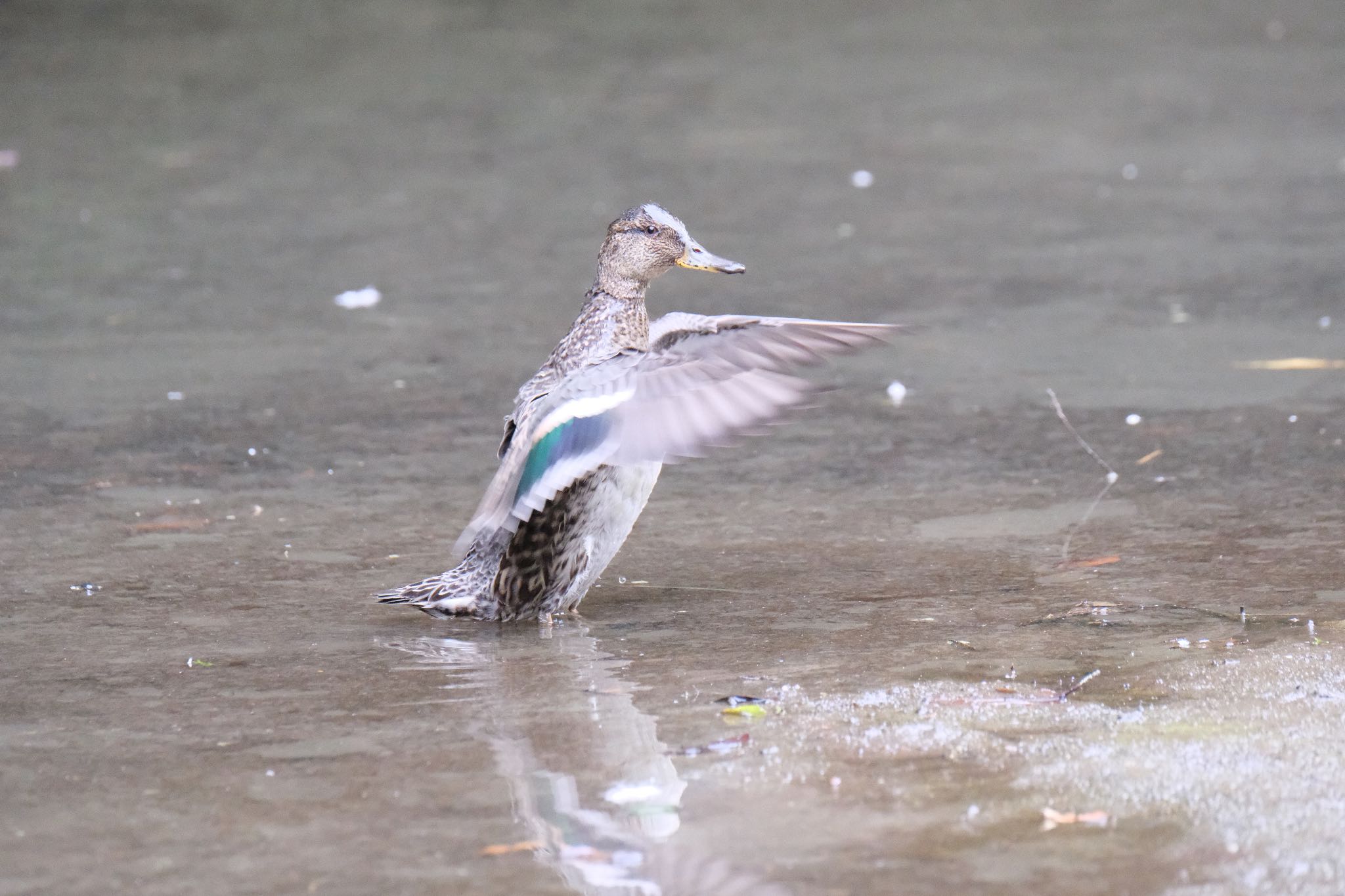 Eurasian Teal