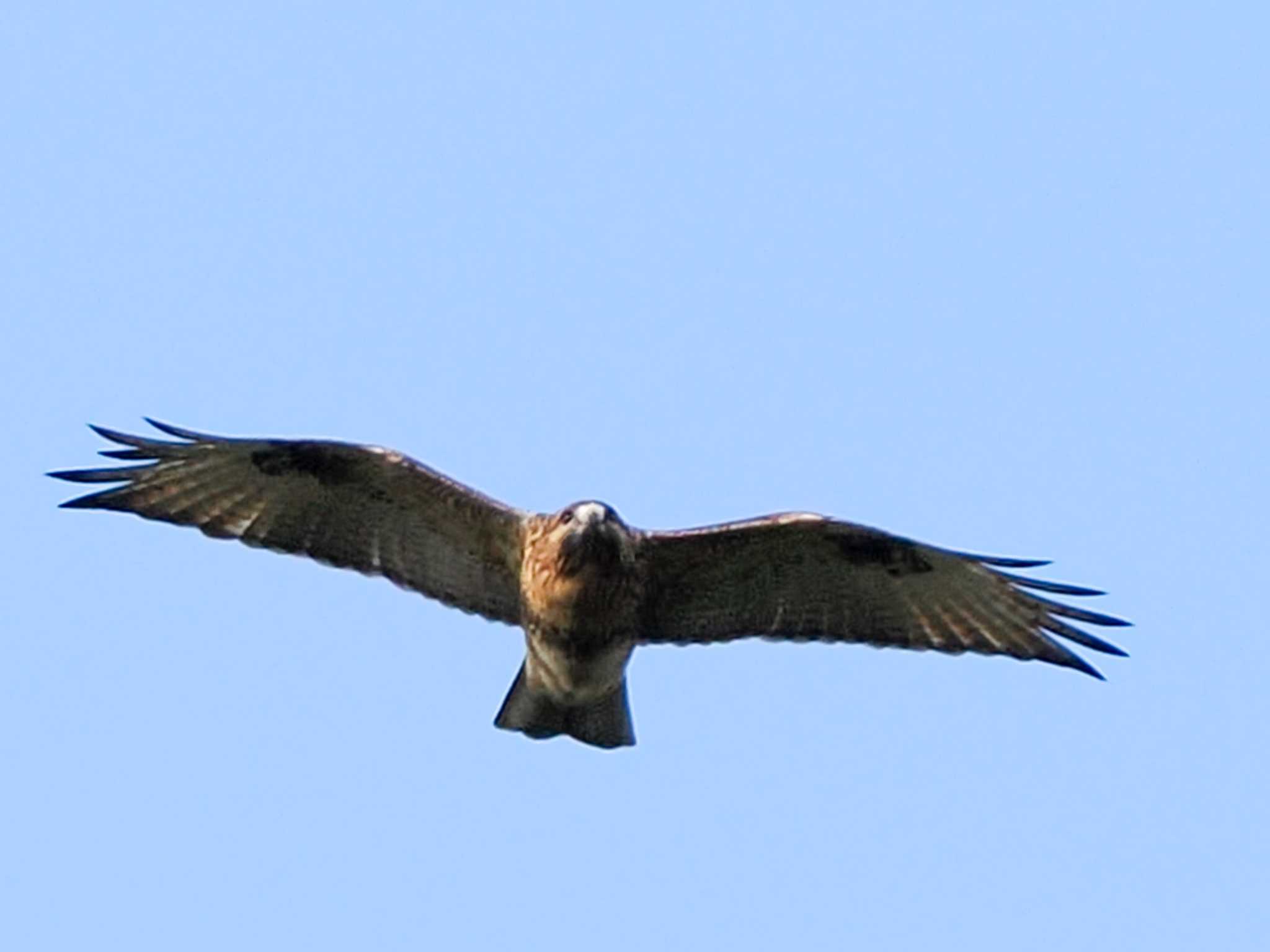 Eastern Buzzard