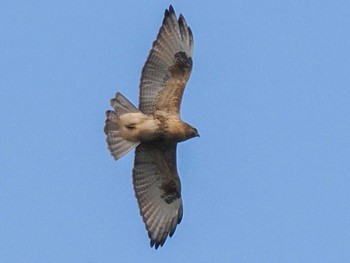 Eastern Buzzard 恵庭渓谷(北海道) Mon, 10/9/2023