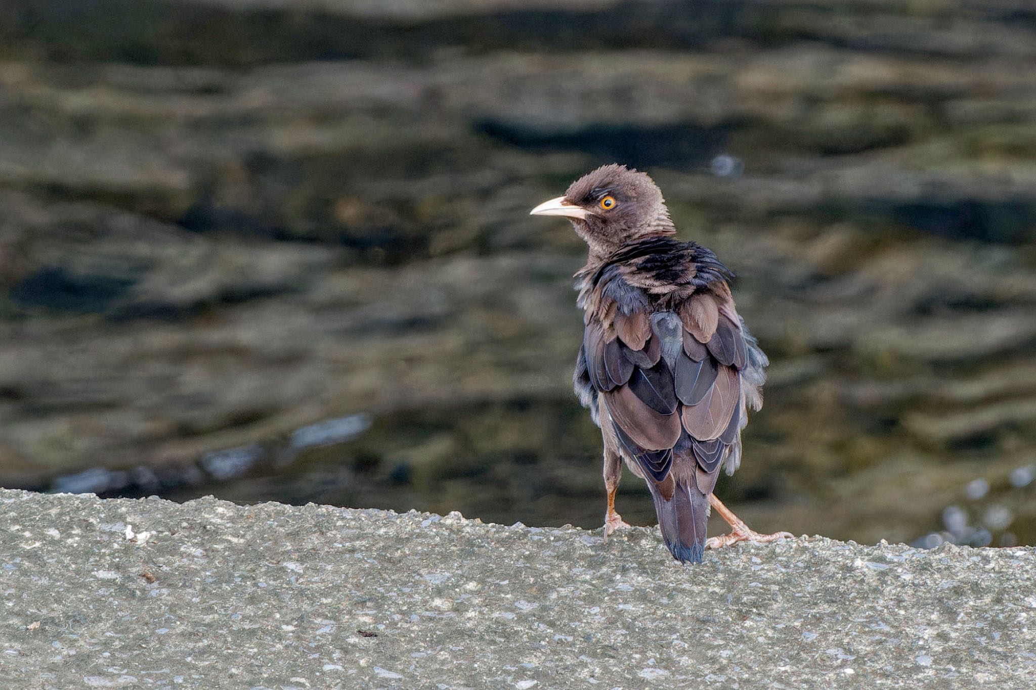 Crested Myna