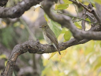 2023年10月9日(月) 大阪城公園の野鳥観察記録