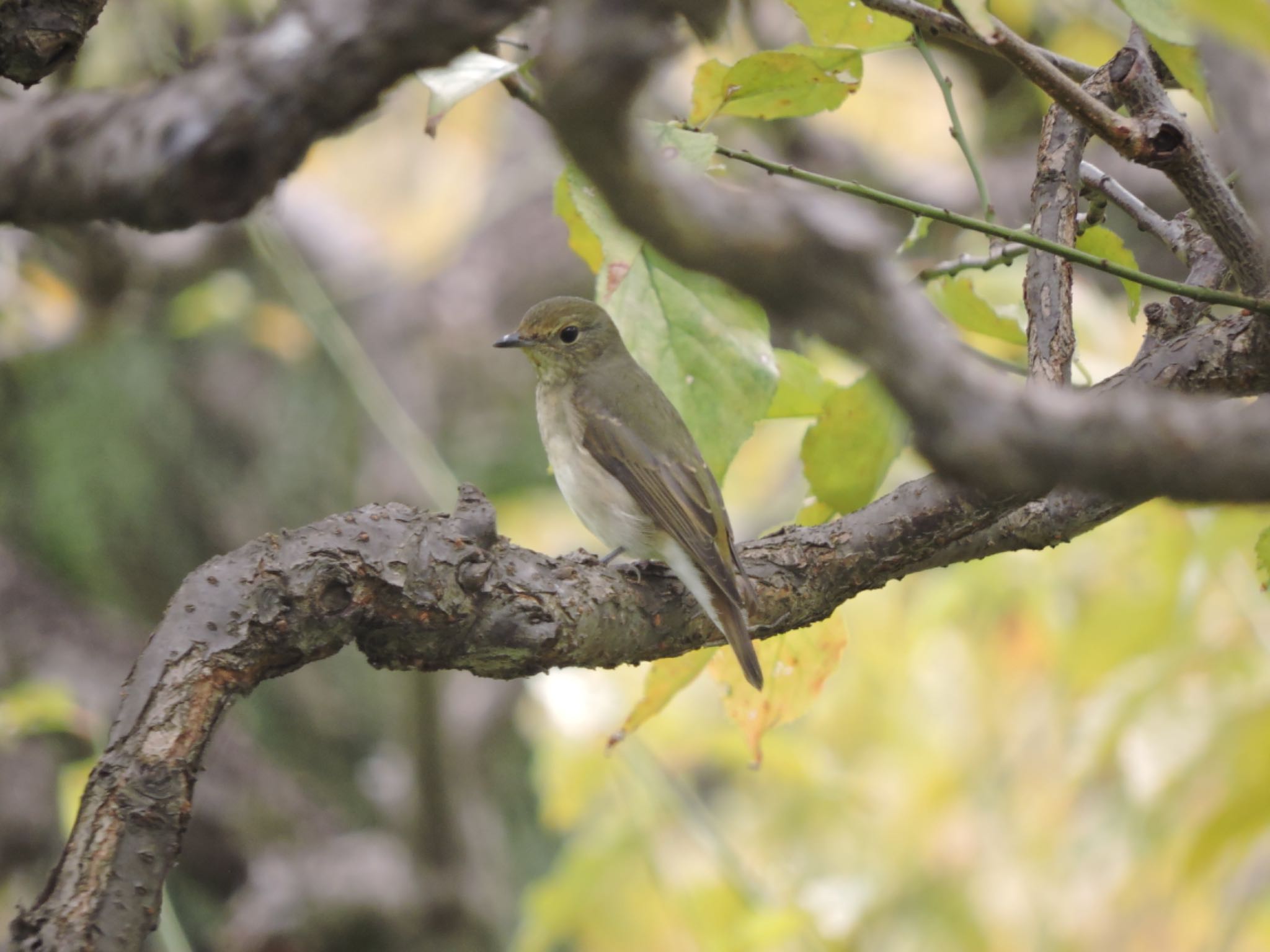 Asian Brown Flycatcher