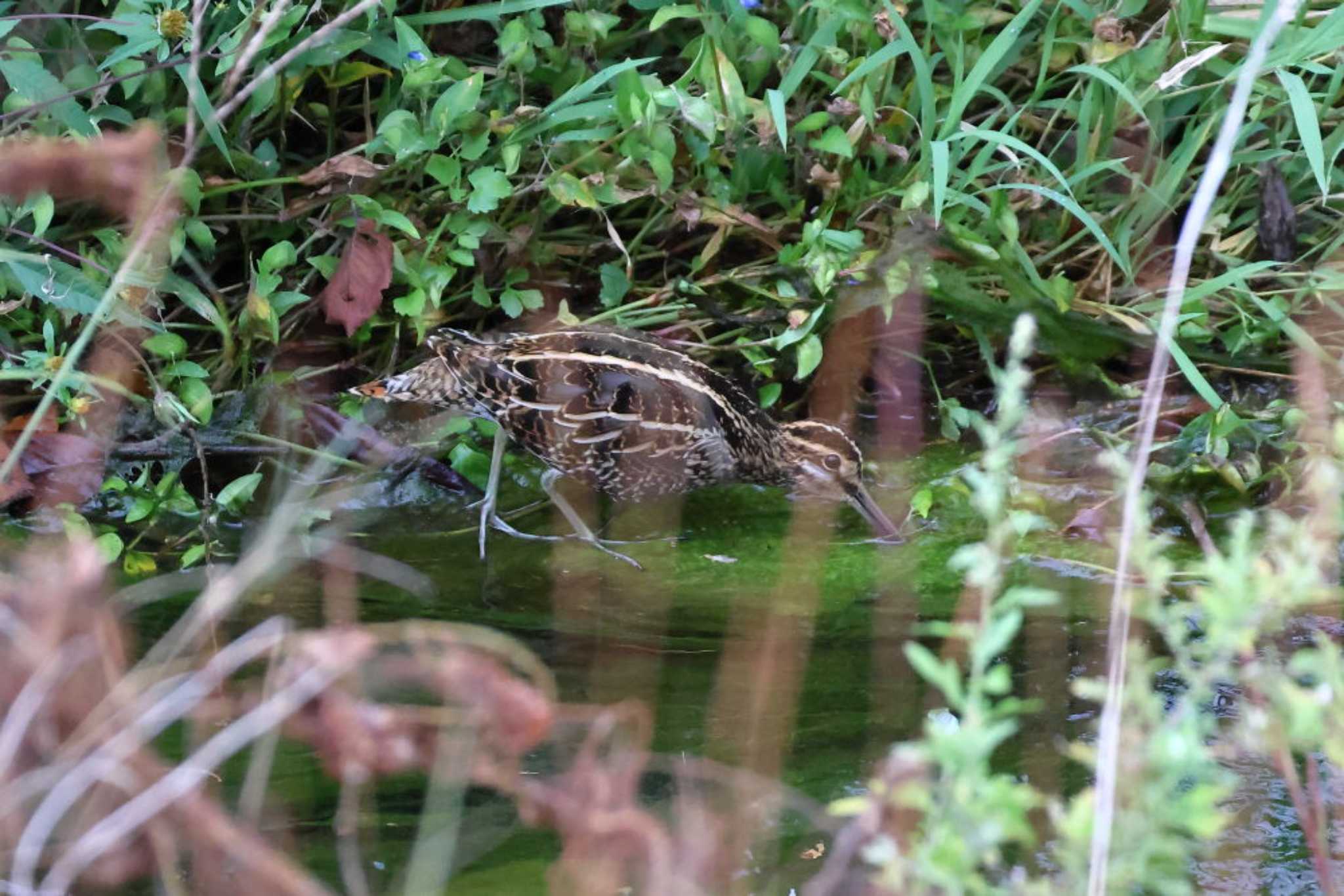 Photo of Common Snipe at 平谷川 by いわな