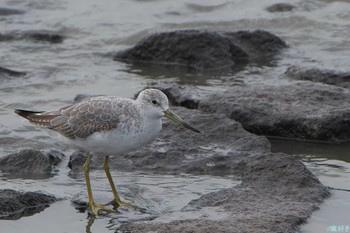 Nordmann's Greenshank 東よか干潟 Sun, 10/1/2023