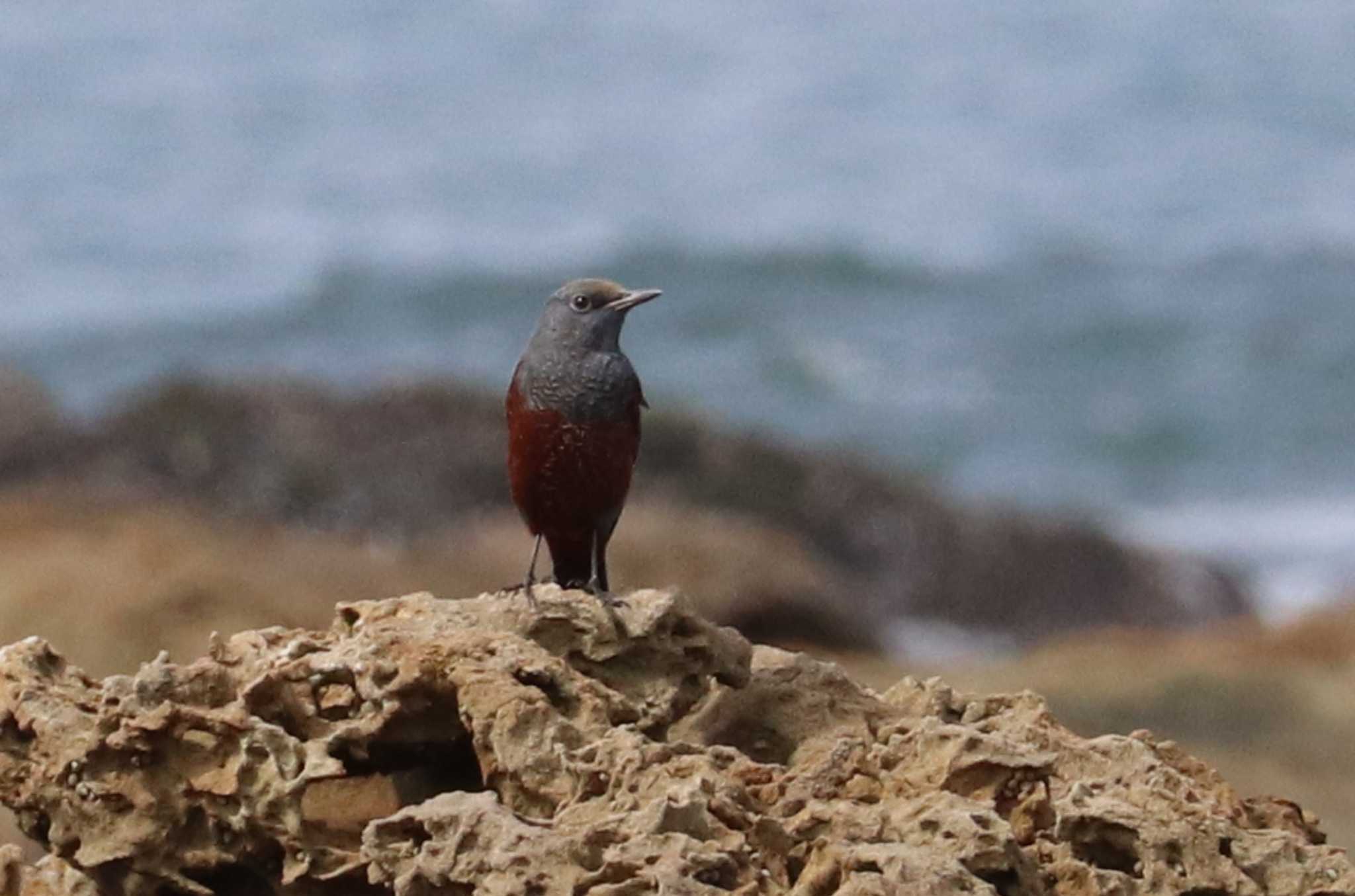 Photo of Blue Rock Thrush at 福岡県芦屋町千畳敷 by 鳥茶漬け