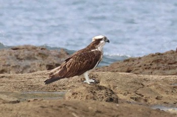 Osprey 福岡県芦屋町千畳敷 Mon, 10/9/2023