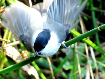 ハシブトガラ 西岡公園(西岡水源地) 2023年10月8日(日)