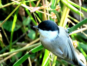 ハシブトガラ 西岡公園(西岡水源地) 2023年10月8日(日)