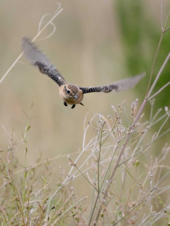 2023年10月7日(土) 長崎県の野鳥観察記録