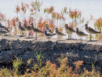 Great Knot Daijugarami Higashiyoka Coast Mon, 10/2/2023