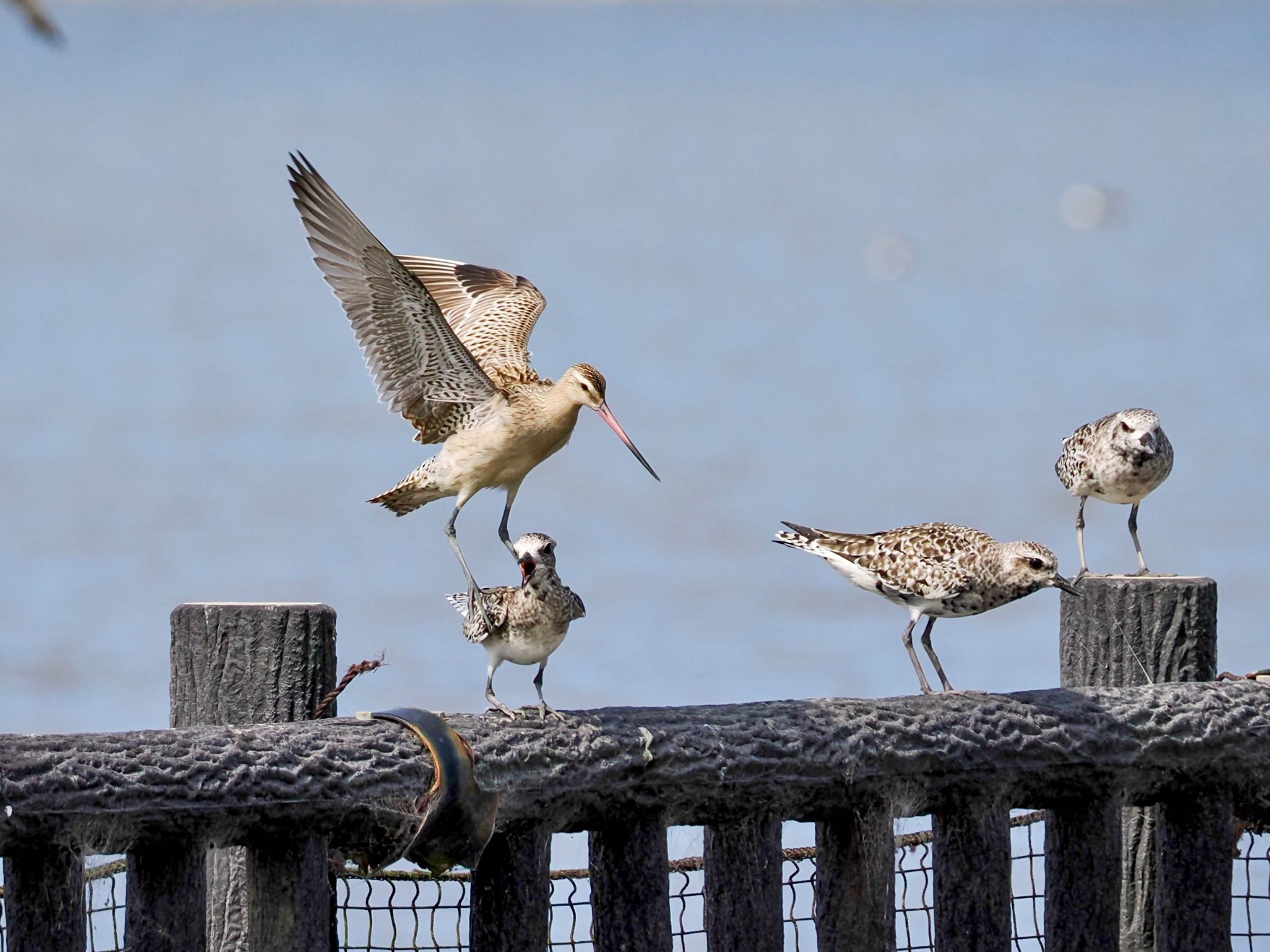 Bar-tailed Godwit