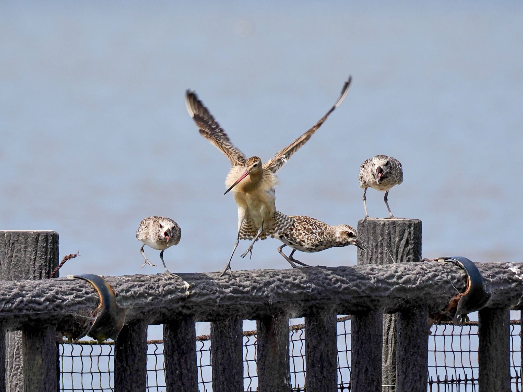 Grey Plover