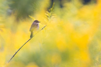 Amur Stonechat Unknown Spots Mon, 10/9/2023