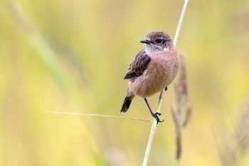 Amur Stonechat Unknown Spots Mon, 10/9/2023