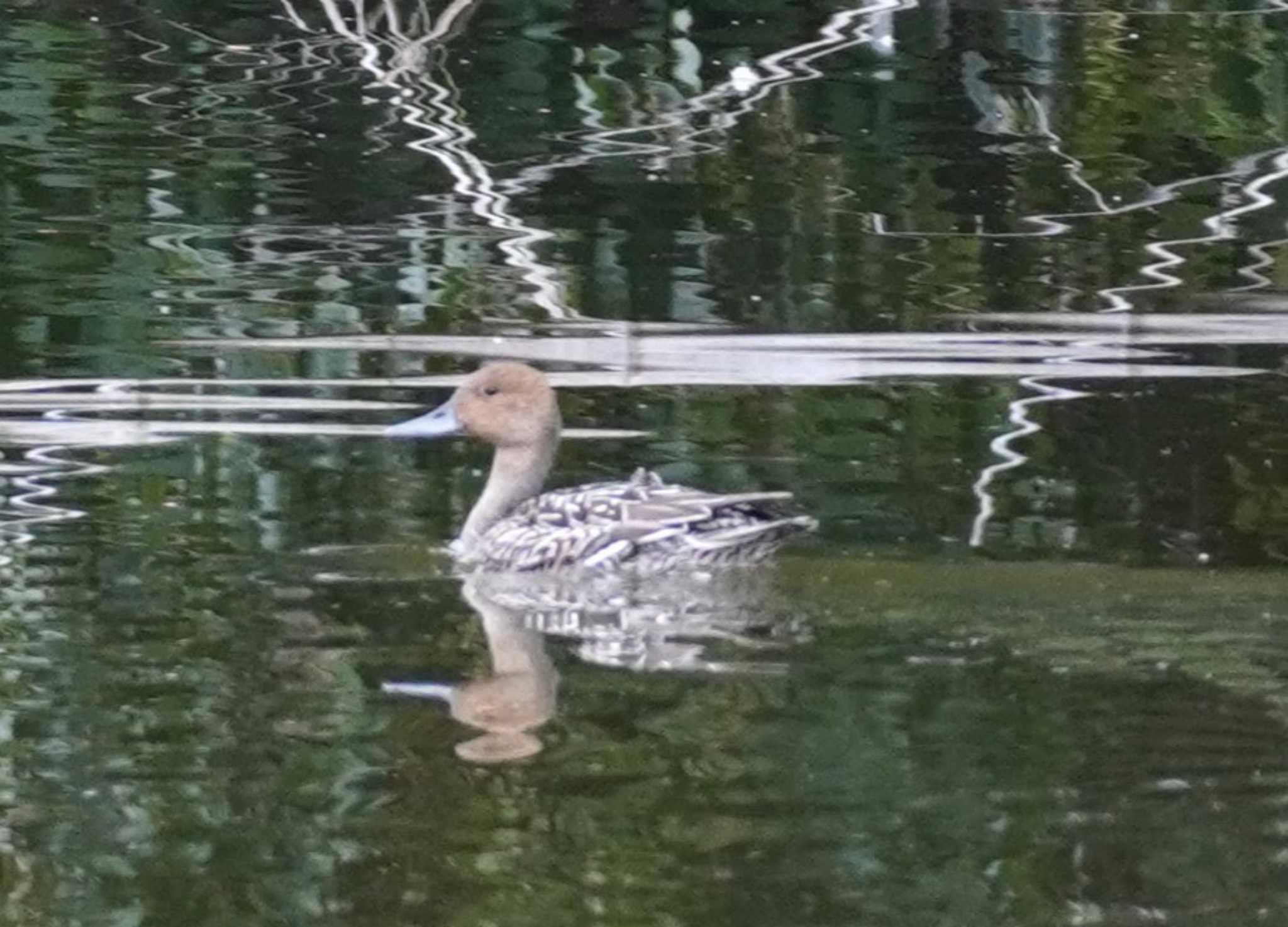 Northern Pintail