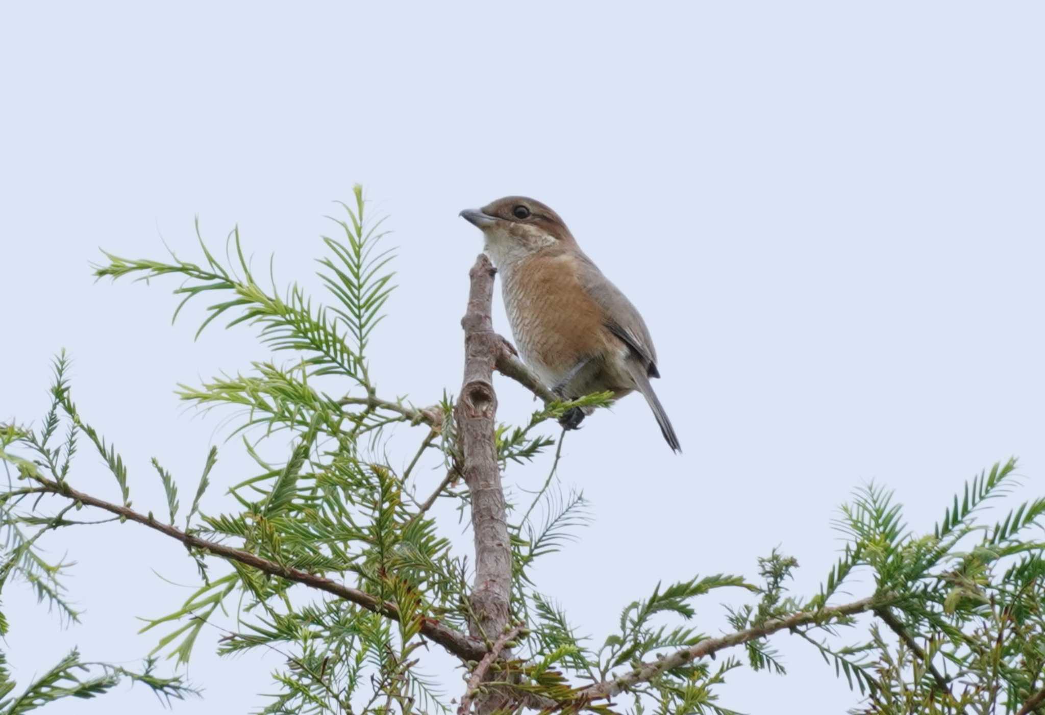 Bull-headed Shrike