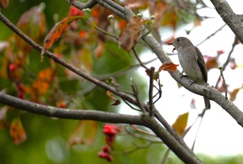 2023年10月9日(月) 大阪府の野鳥観察記録