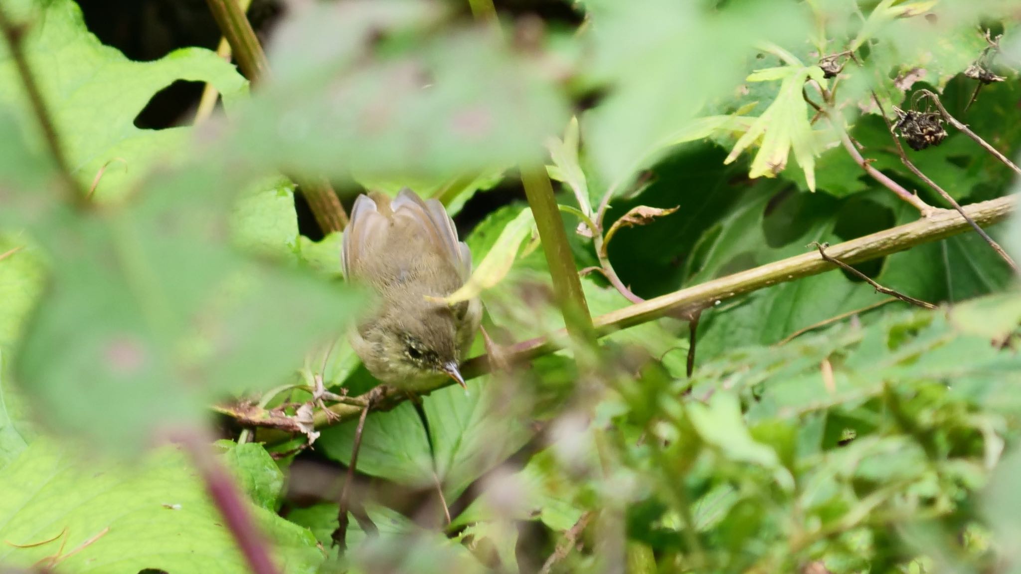 Photo of Dusky Warbler at 上高地 by コゲラ