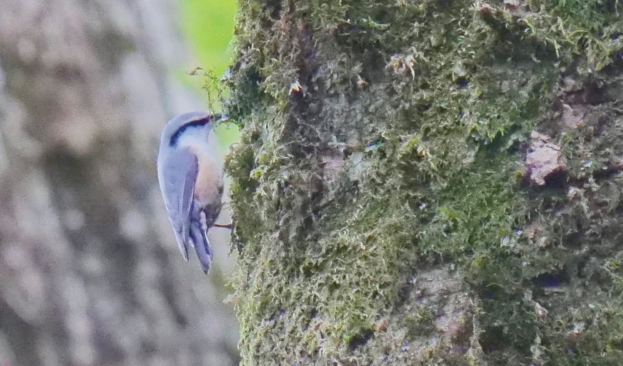 Eurasian Nuthatch