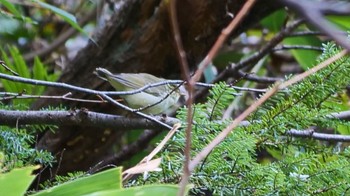 Yellow-browed Warbler 上高地 Sun, 10/8/2023