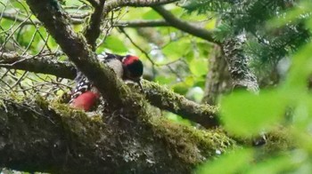 Great Spotted Woodpecker 上高地 Sun, 10/8/2023