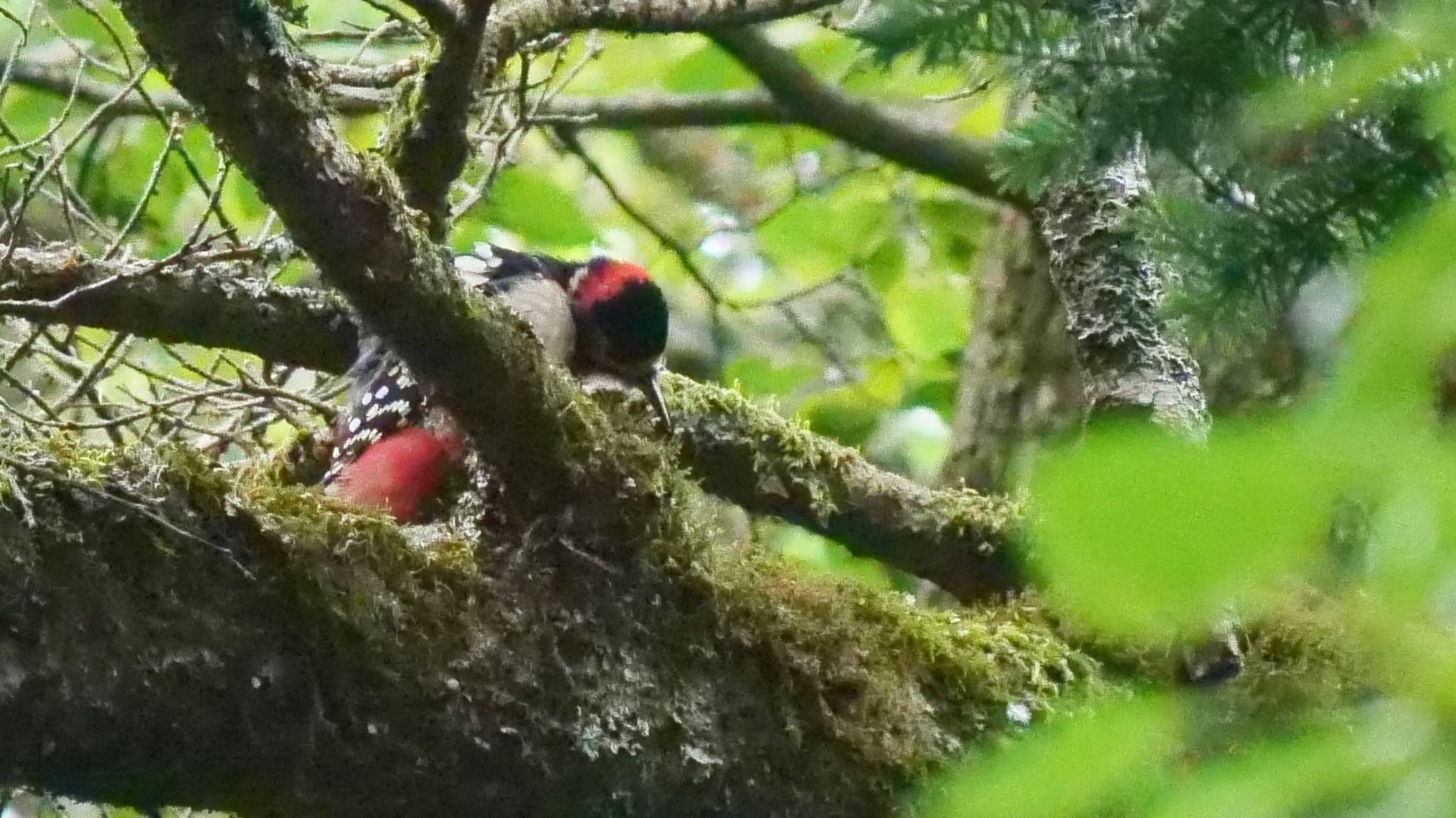 Great Spotted Woodpecker