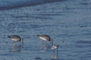 オバシギ ふなばし三番瀬海浜公園 2023年9月26日(火)