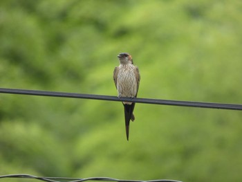 Red-rumped Swallow 月ヶ瀬 Sat, 7/15/2023