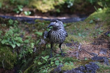 Spotted Nutcracker Okuniwaso(Mt. Fuji) Sat, 10/7/2023