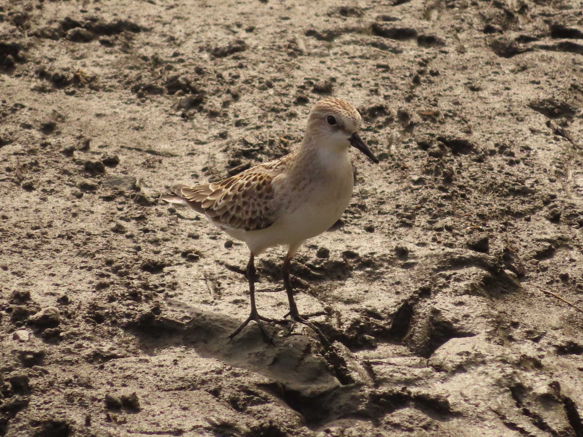 Red-necked Stint