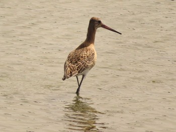 Black-tailed Godwit Isanuma Sun, 9/24/2023